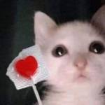 Toki Raphael