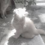 Teddy