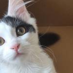 Kitty_xx